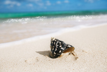 caribbean black shells on beach © Elena Moiseeva