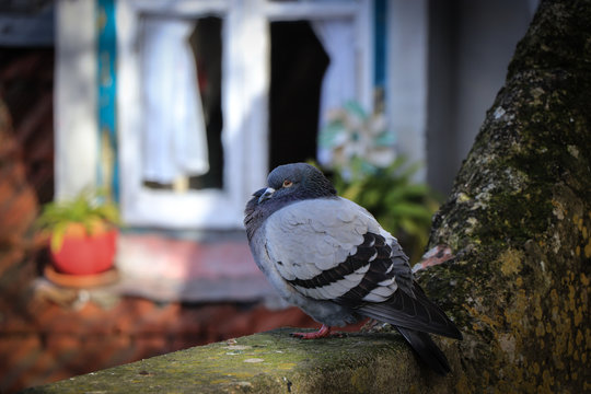 pigeon rests on a fence