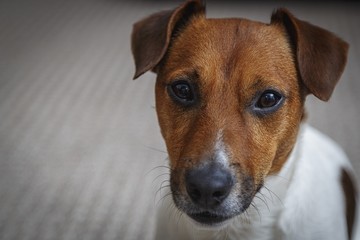 Lovely sad Jack Russell on a gray background