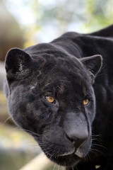 Portrait de jaguar noir - 186899370