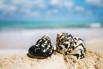 caribbean black shells on beach © Elena Moiseeva