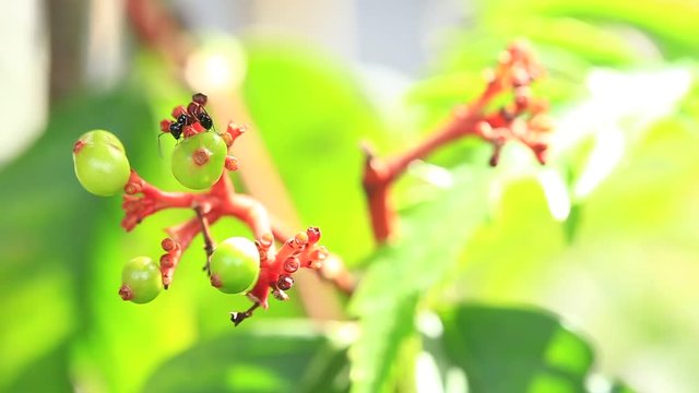 ant moving on flower