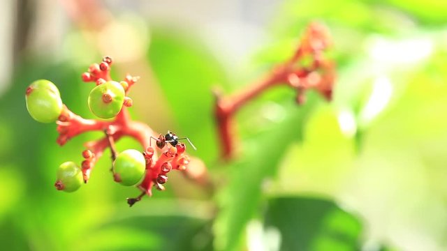 ant moving on flower