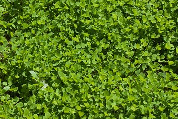 Fototapeta na wymiar A green clover natural background view from above