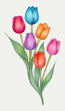 Tulips - Colorful drawing of tulips, made with colored pencils on archival polyester film.
