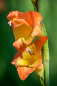 Flowering gladiolus in the garden - selective focus