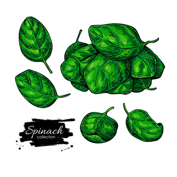 Spinach leaves hand drawn vector set. Vegetable  illustration.