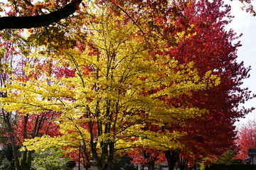 Golden and red maple leaves on the tree.