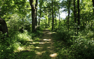 Obraz premium Green Path