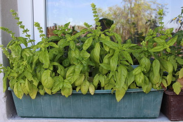 Fresh bio basil (organic), basil leaves