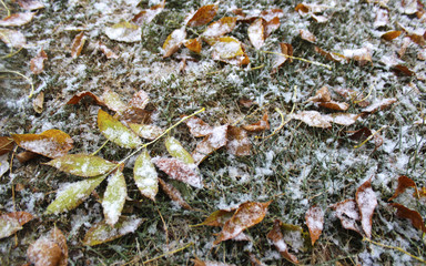 Autumn Snow