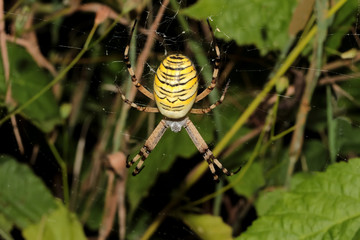 Spinne Wespenspinne, Zebraspinne im Netz, Argiope bruennichi