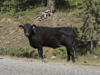 Cow standing at roadside, Kananaskis Country, Southern Alberta, Alberta, Canada