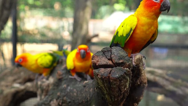 Beautiful colorful sun conure parrot birds on the tree branch