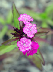 Obraz premium Dianthus campestris ( field carnation )