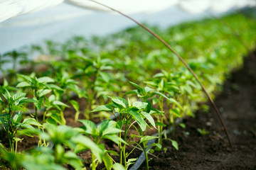 greenhouse with pepper plant and drip irrigation - selective focus