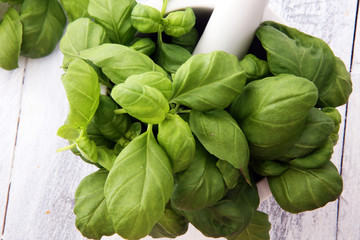 basil and  basil leaves in white mortar on wooden background