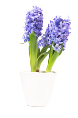 Naklejka na ściany i meble Hyacinth On White