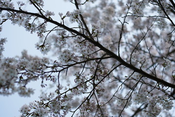 cherryblossoms iin munich near the alps