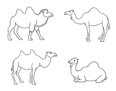 Camels in contours - vector illustration