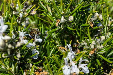 A bee drinking nectar from french orchid (Ophrys) at Sainte-Victoire national park, near provence...