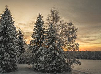 Alaska winter sunrise with trees and snow