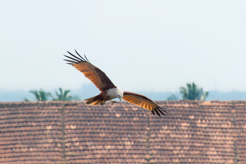 Soaring  with the Brahmini kite 