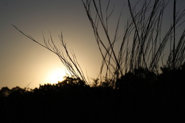 Fototapeta premium Evening Plants