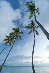 Coconut trees on Samaná Peninsula, Dominican Republic