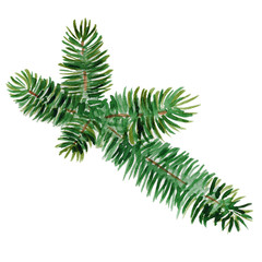 Branch of pine needles hand-drawn watercolor isolated on a white background
