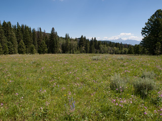 Gravelly Range Montana Meadow 7056