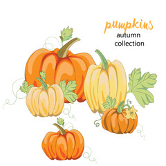 collection of pumpkins on white background, vector illustration