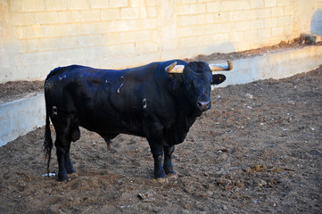 bull