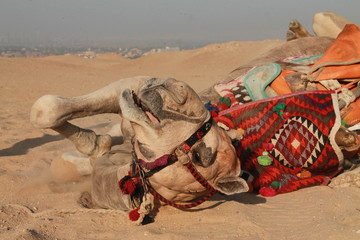 Camel