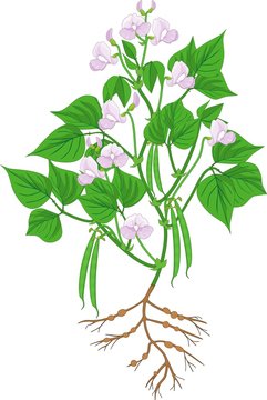 Flowering bean plant with root system and pods isolated on white background