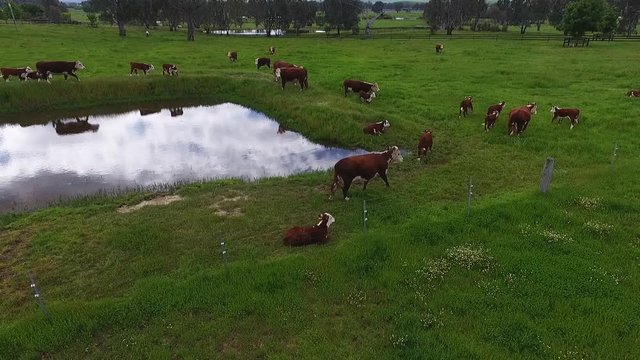 Aerial, cattle near pond in field