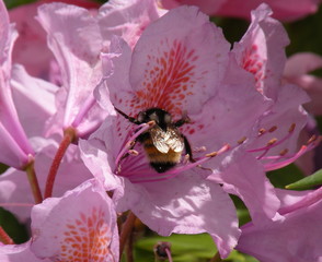 Bee in Rhododendron