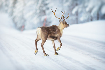 Reindeer crossing a winter road during early morning