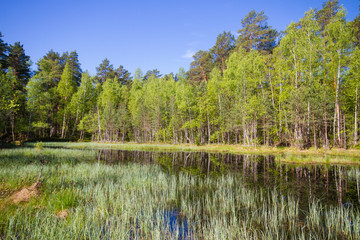 Fototapeta na wymiar Spring forest lake