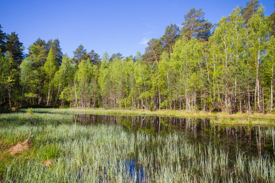 Spring forest lake