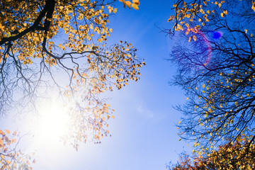 trees with yellow leaves glowing under the rays of the bright sun against the blue sky. colorful autumn landscape. beautiful natural background nature backdrop wallpaper
