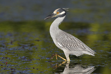 Yellow-crowned Night Heron stalking a crab in a shallow lagoon - Fort Desoto Park, Florida