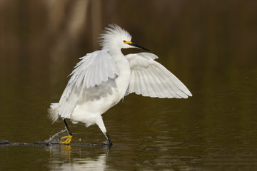 Snowy Egret stalking a fish in a shallow lagoon - Fort Myers Beach, Florida