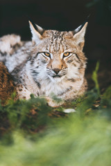 Naklejka na ściany i meble Young eurasian lynx lying down in grass looking towards camera.