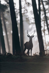 Naklejka premium Red deer stag with pointed antlers standing on hill of misty forest.