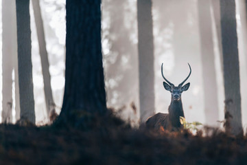 Red deer stag with pointed antlers looking over ferns in misty autumn forest.