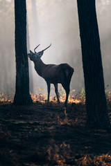 Red deer with pointed antlers scratching tree trunk in misty forest.