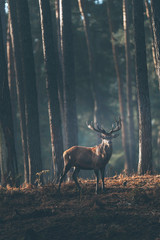 Naklejka premium Red deer stag (cervus elaphus) in dark autumn pine forest.