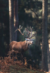 Red deer stag (cervus elaphus) in autumn pine forest. - obrazy, fototapety, plakaty