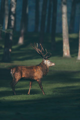 Red deer stag walking in forest meadow.
